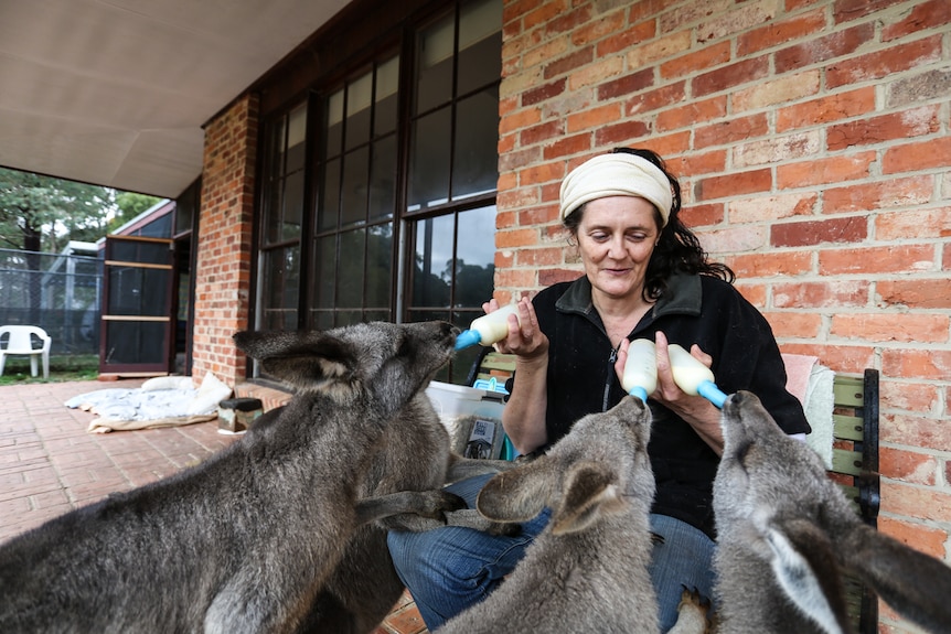 Nikki Medwell feeding a group of small kangaroos from bottles.