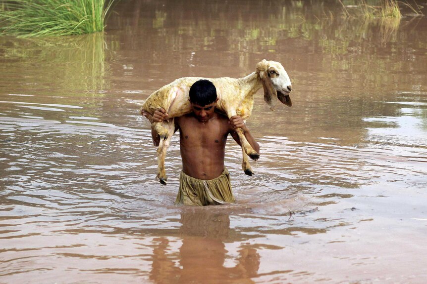 Sheep rescued from floodwaters