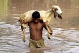 Sheep rescued from floodwaters