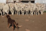 Eight Merino rams standing front onto a brown Kelpie dog.