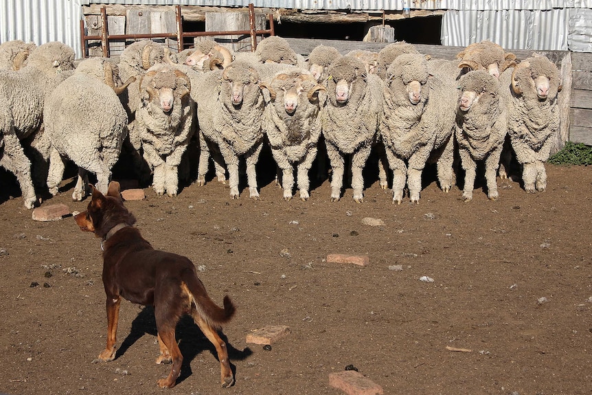 Eight Merino rams standing front onto a brown Kelpie dog.