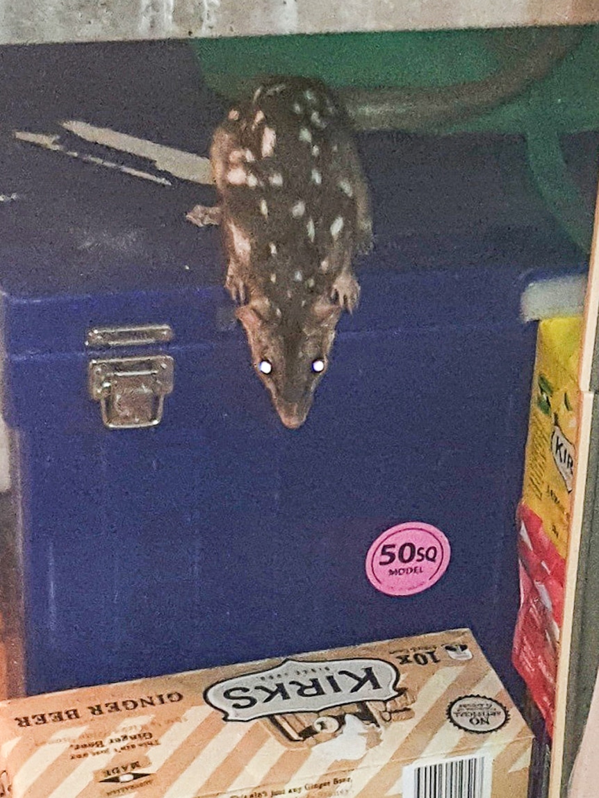A photo of a quoll on an esky.