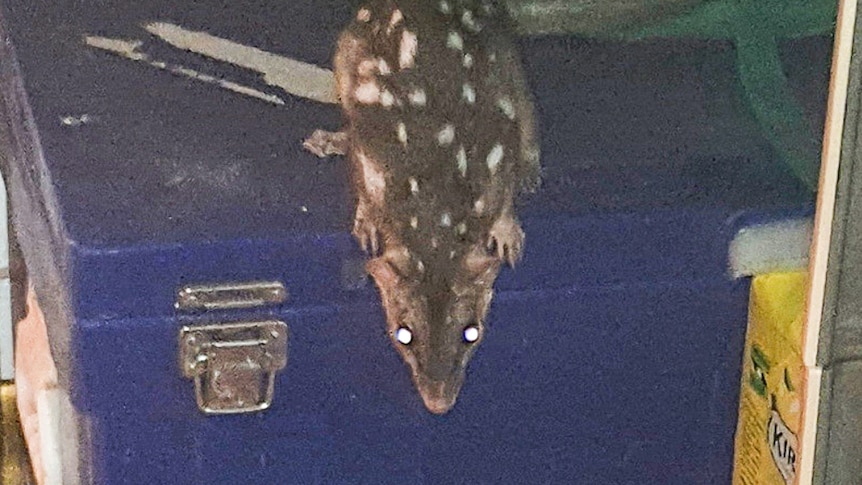 A photo of a quoll on an esky.