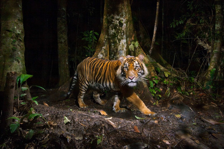 Sumatran tiger