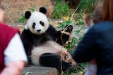 Adelaide Zoo's giant panda Fu Ni