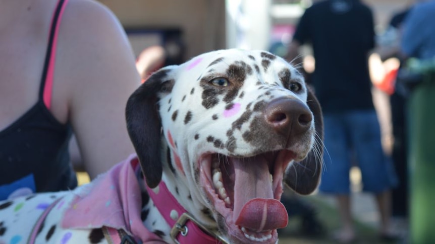 Dalmatian close up