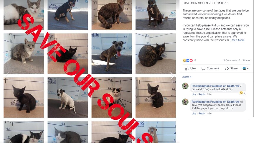 A screenshot of a post to the Facebook page of 16 cats and dogs who face euthanasia at the pound
