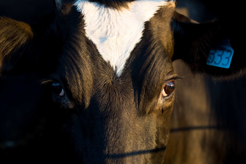 The first rays of light catch the eye of a dairy cow on the Attwell farm