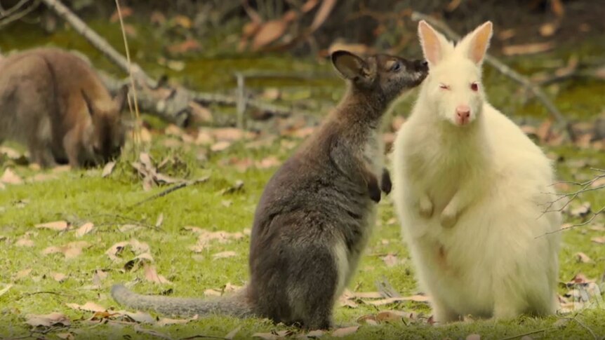 An albino wallaby is sniffed by a mate.