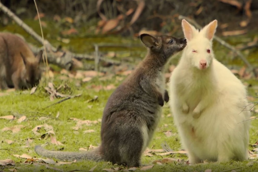 An albino wallaby is sniffed by a mate.