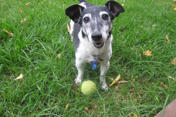 Deirdre Fidge's dog Rusty, who is now in doggy heaven.