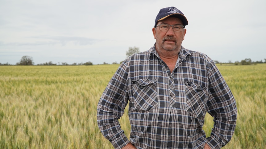 A man stands in a wheat field wearing a chequered shirt and baseball cap.