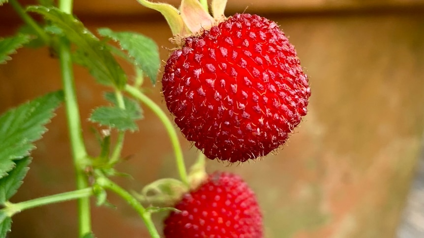 Thornless native raspberries