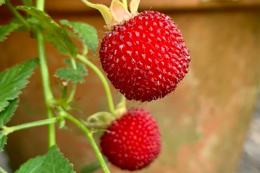 Thornless native raspberries