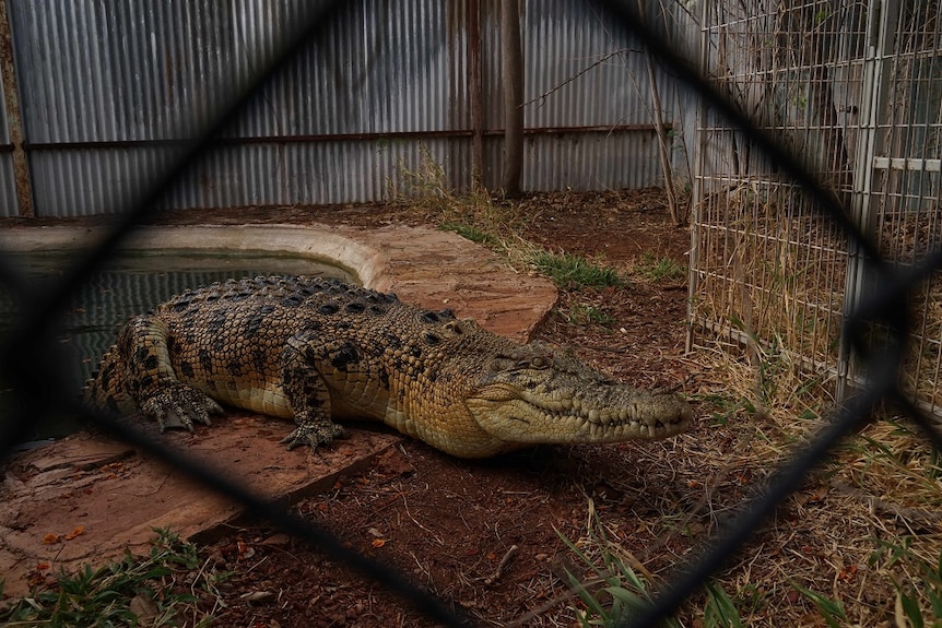 The crocodile photographed through the chicken wire