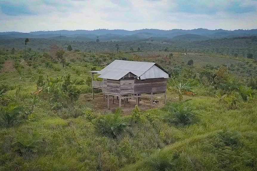 A shot of a little wooden shack on stilts in a green field.