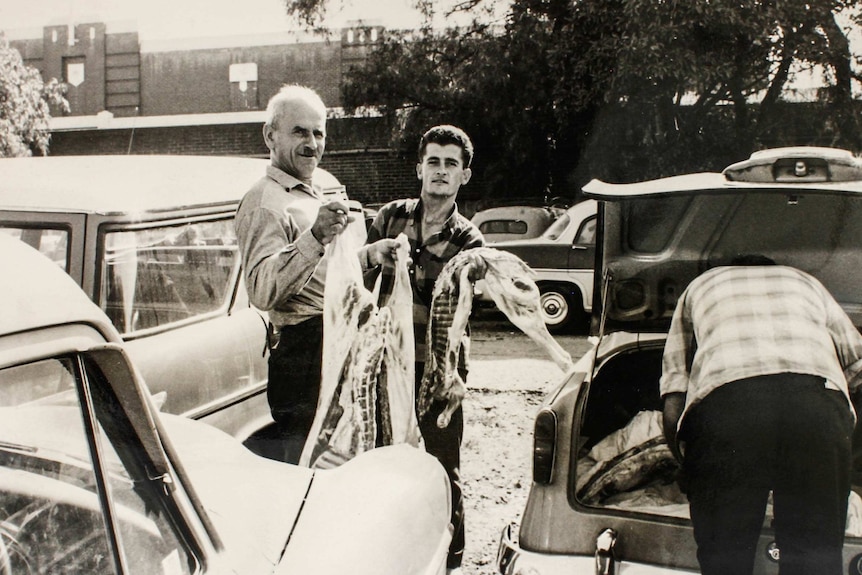A black and white photo from 1966 of men loading animal carcasses into the back of the boot after purchasing it from Homebush.