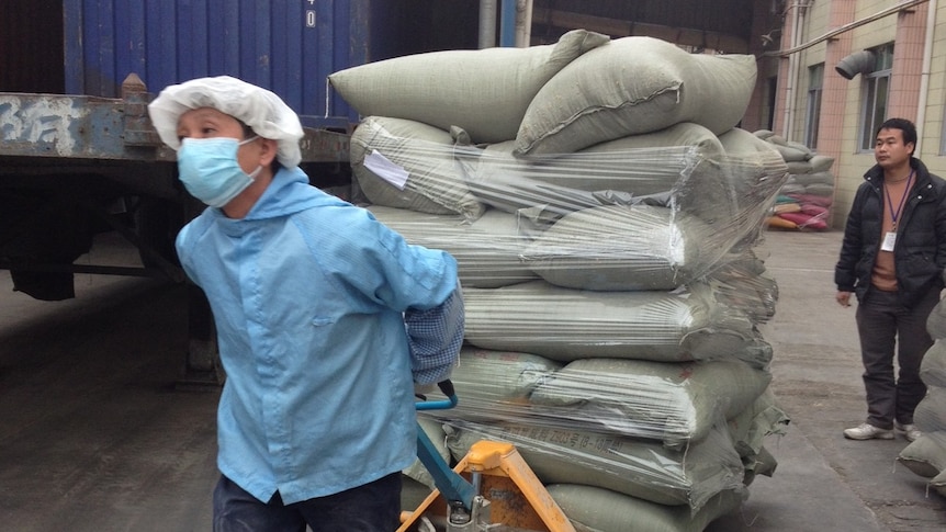 A worker at a Chinese oat processing plant