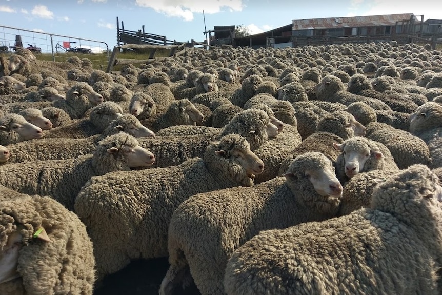 Many farmers have cut the size of their flocks due to severe drought conditions.