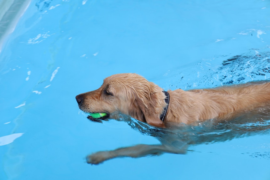 A dog swims in Glenorchy pool with a ball.