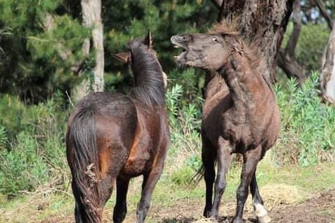 clunes brumbies 2