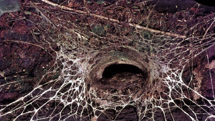 Blue Mountains Funnel-web spider (Hadronyche versuta) burrow showing silk triplines radiating out.