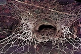 Blue Mountains Funnel-web spider (Hadronyche versuta) burrow showing silk triplines radiating out.