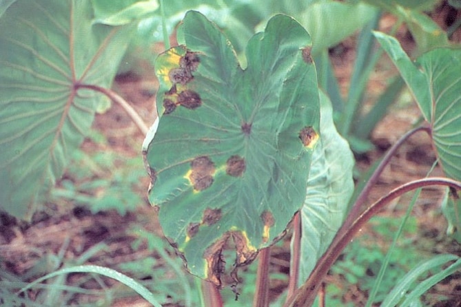 La peronospora delle foglie di taro è una muffa che inizialmente provoca macchie marroni sulle foglie grandi e piatte della pianta di taro