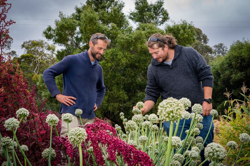 two men in vegie garden