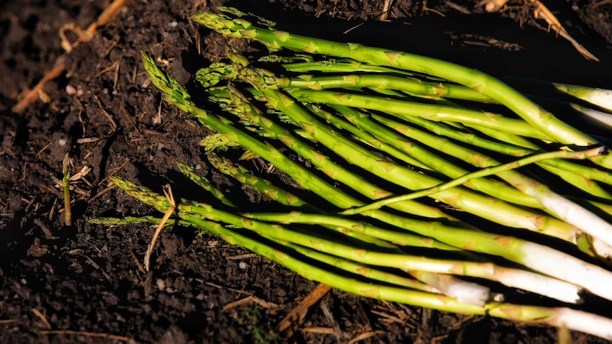 A bunch of asparagus spears laid in dirt