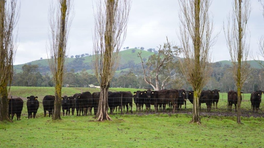 Beef grazing on Wagyu beef producer David Blackmore's property
