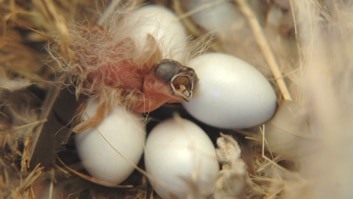A picture of a zebra finch hatching from an egg with its mouth open