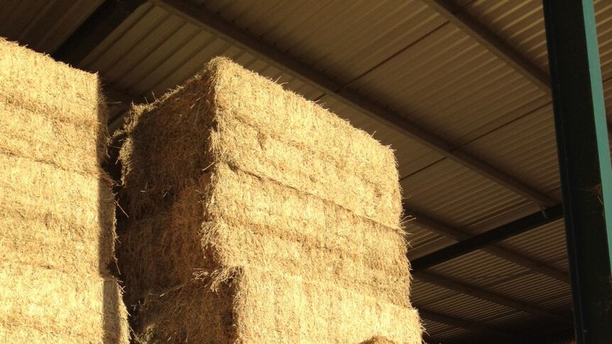 A shed full of large square export hay bales.