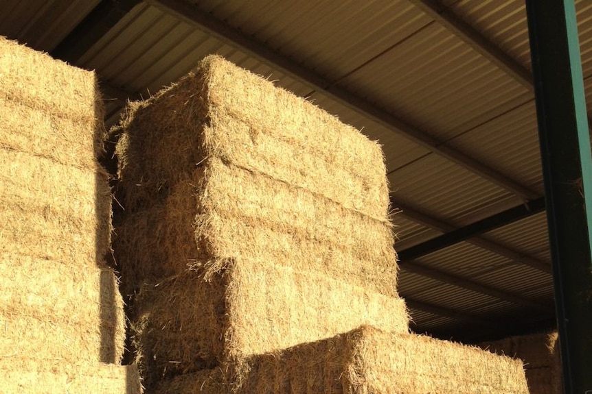 A shed full of large square export hay bales.