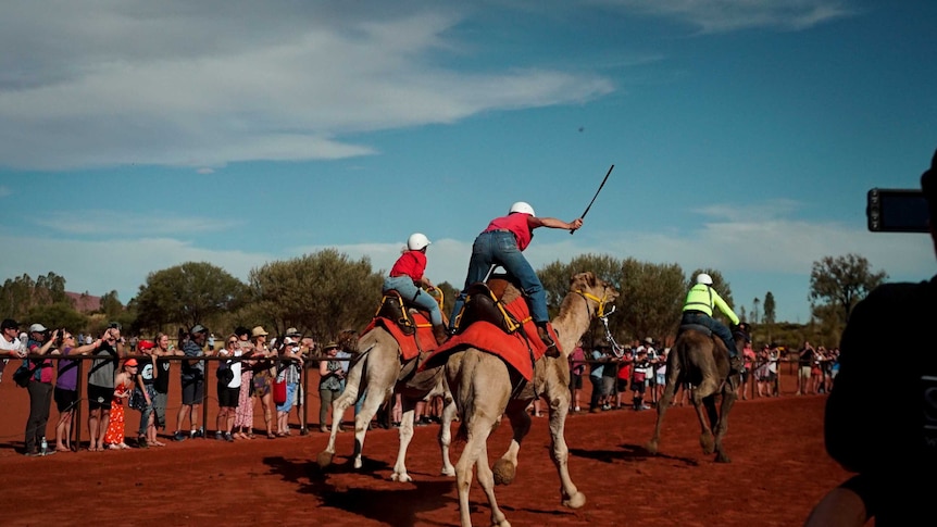Camels ridden by jockeys race over red earth.
