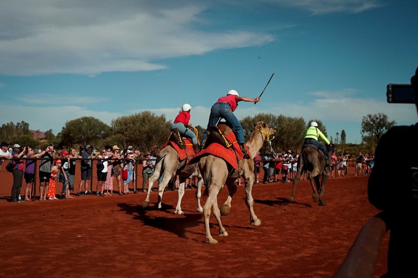 Camels ridden by jockeys race over red earth.