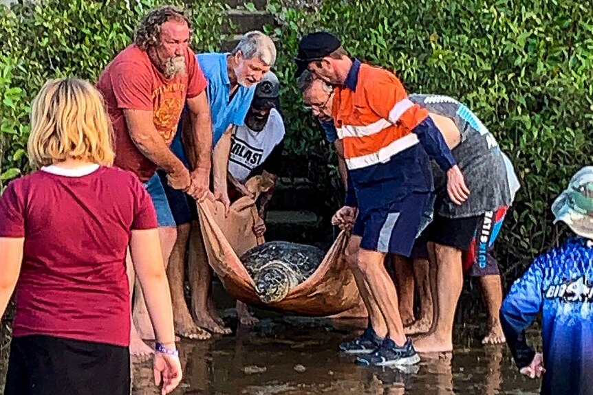The group of volunteers had to haul the turtle on a blanket to the awaiting transport.