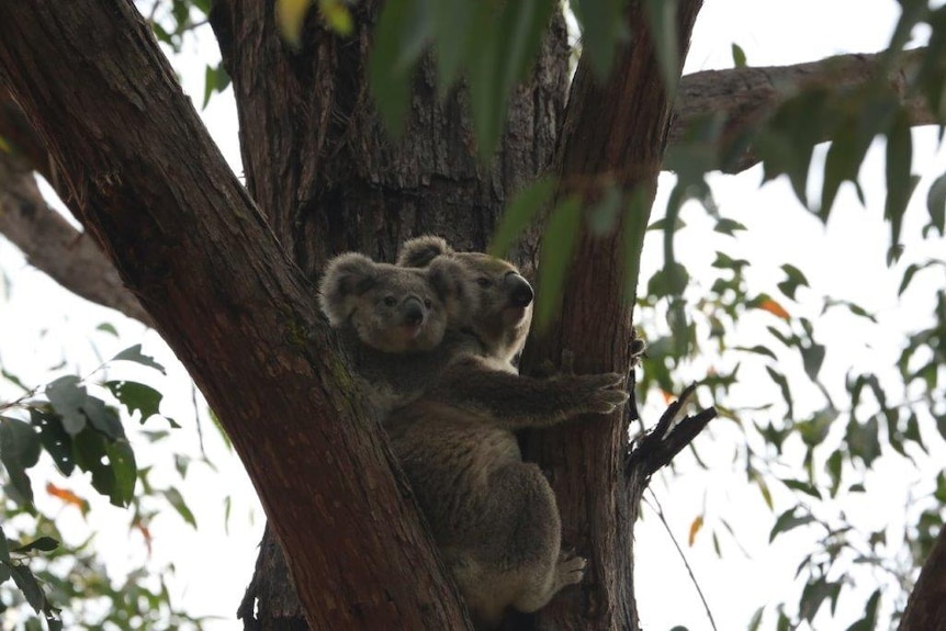 A grey koala resting in the fork of a tree
