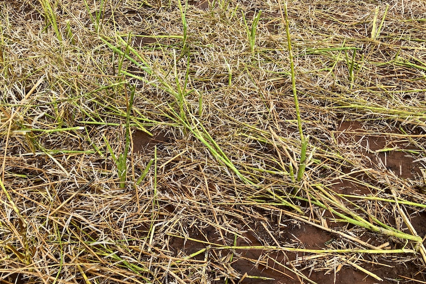 Canola destroyed by hail