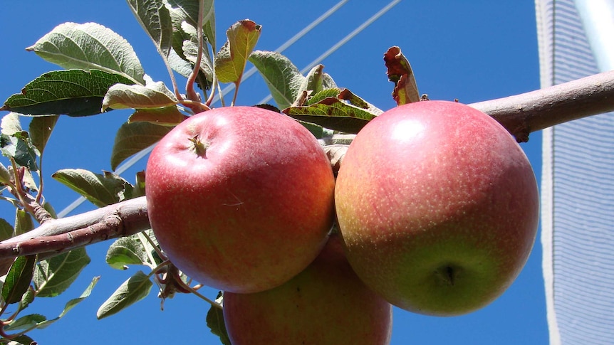 Tasmanian disability provider licences Pink Lady variety