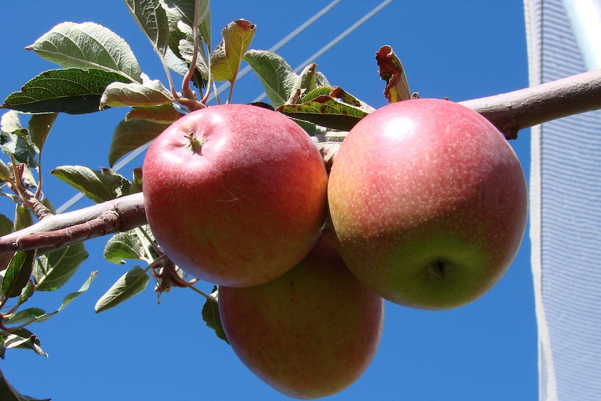 Pink Lady apples hanging on a tree.