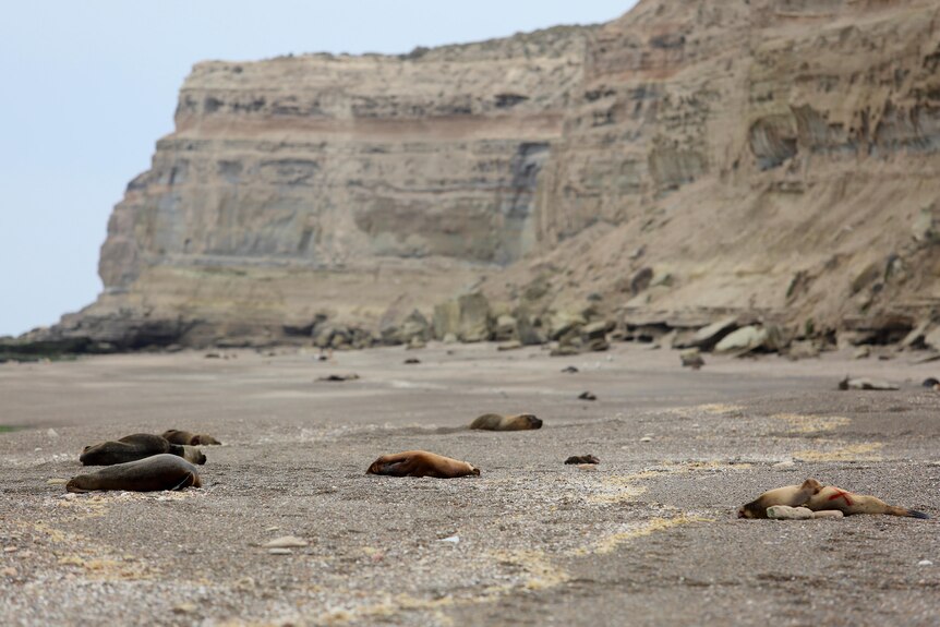 Bodies of sea lions laying on the shore of a beach.