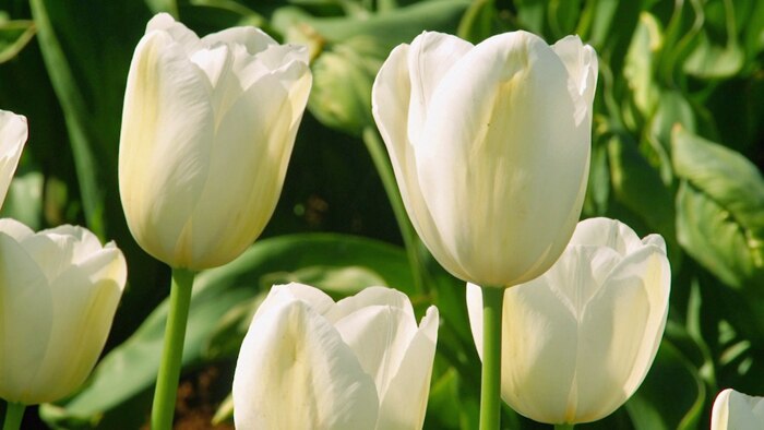White tulips growing outdoors