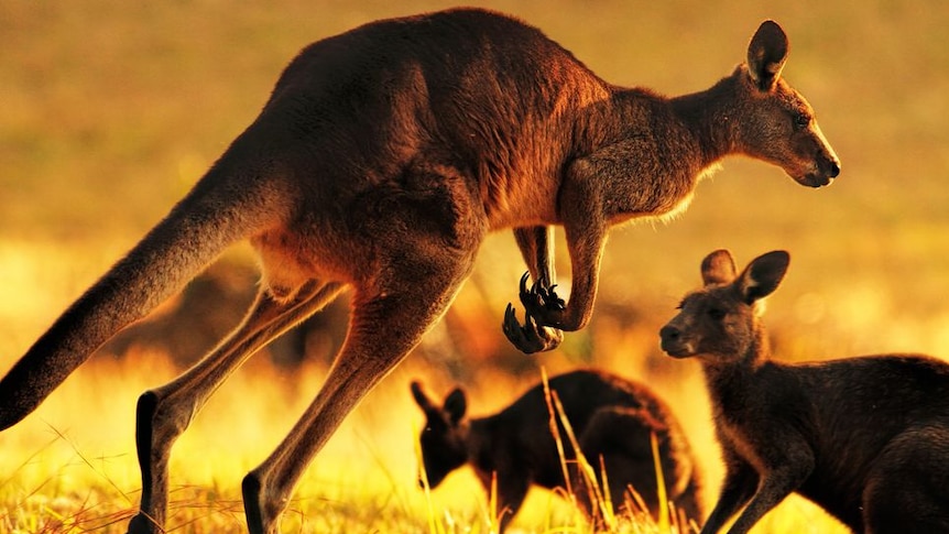 Kangaroos in golden sunlight.