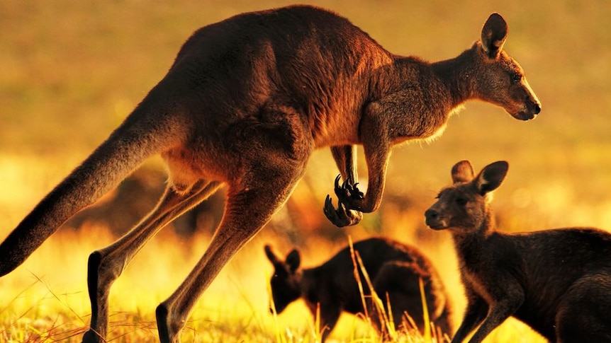 Three eastern grey kangaroos