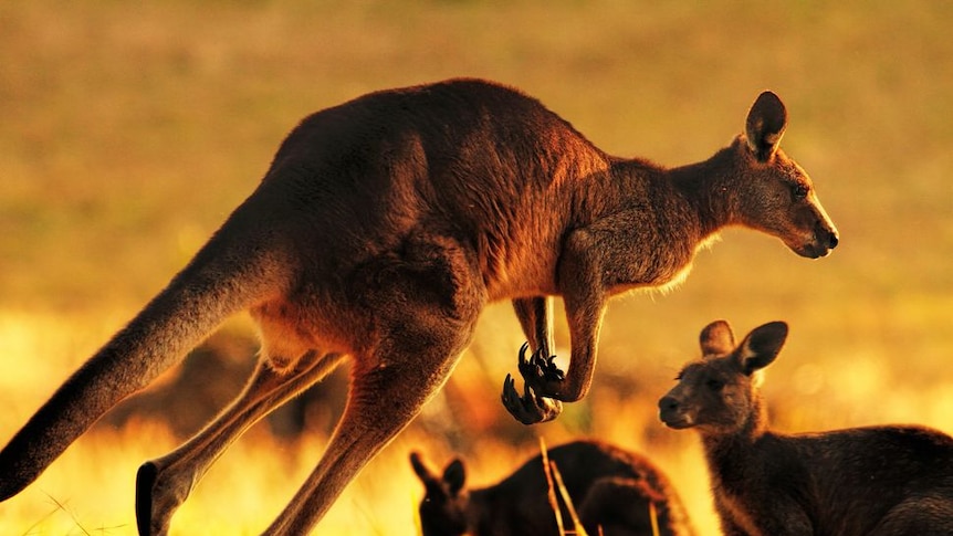 An eastern-grey kangaroo hopping in golden sunlight.