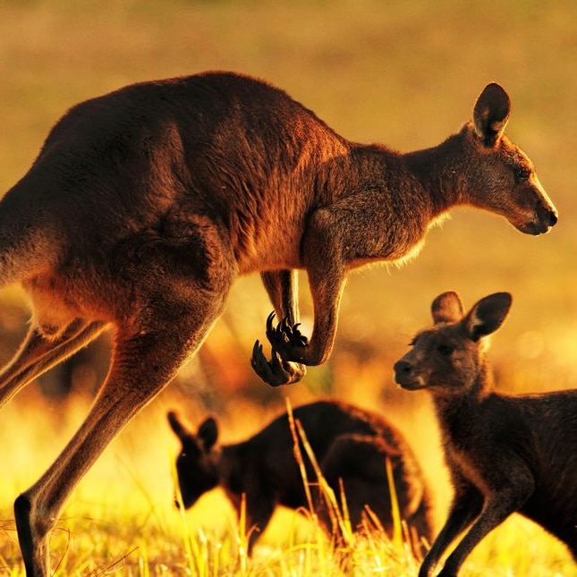 Victorian kangaroo meat heading to supermarket shelves under expanded  harvest plan - ABC News