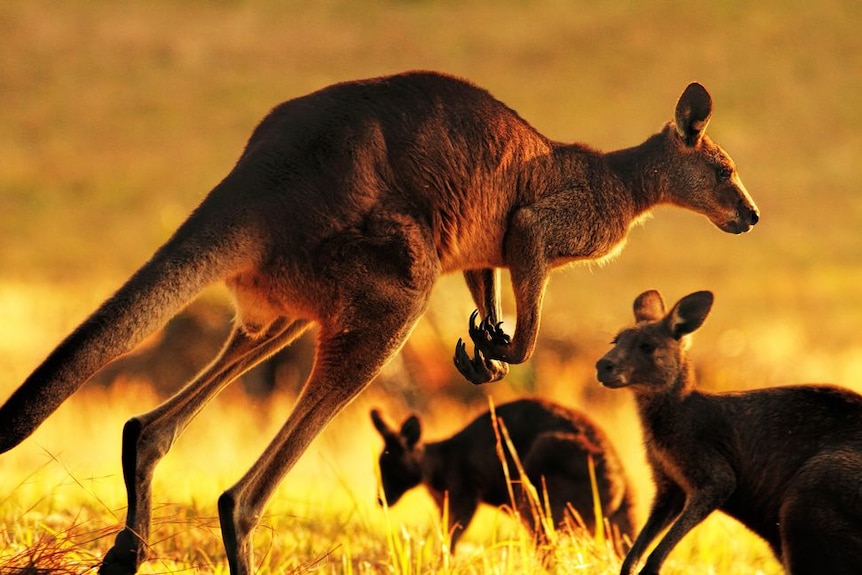 Kangaroos in the sun.