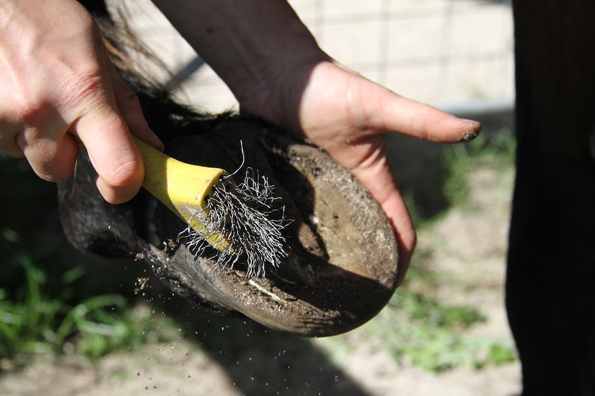 Working away on a horse's hoof
