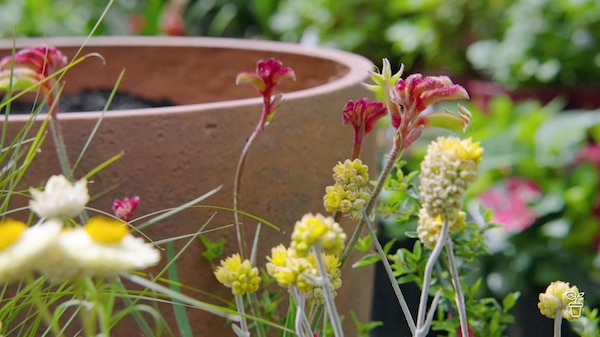 Native plants next to a large terracotta pot.